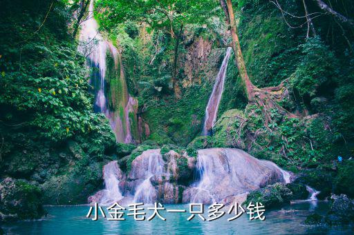 美國金毛狗多少錢一只，金毛狗市場價是多少啊