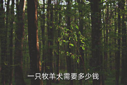 一只牧羊犬需要多少錢
