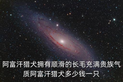 阿富汗獵犬擁有順滑的長毛充滿貴族氣質阿富汗獵犬多少錢一只