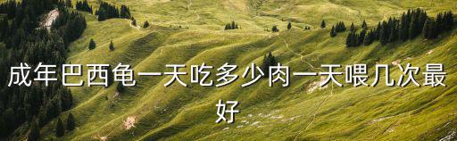 巴西烏龜吃瘦肉吃多少，成年巴西龜一天吃多少肉一天喂幾次最好