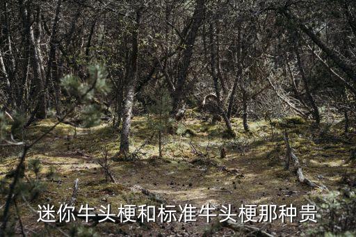 牛頭梗圖片價(jià)格多少，北京迷你牛頭梗一般的要多少錢 白色的 和標(biāo)準(zhǔn)的有什么區(qū)別