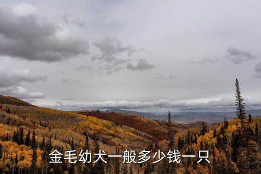 家庭繁殖的金毛多少錢，金毛犬多少錢一只幼崽