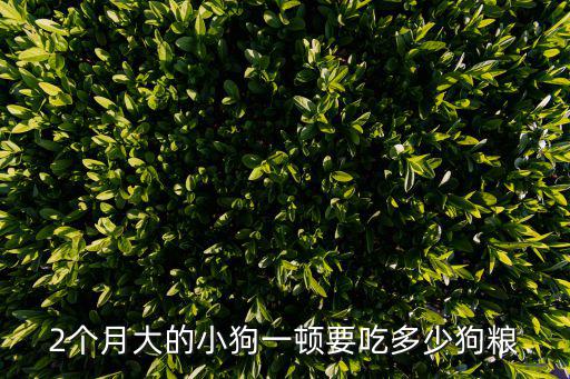 2個(gè)月大的小狗一頓要吃多少狗糧