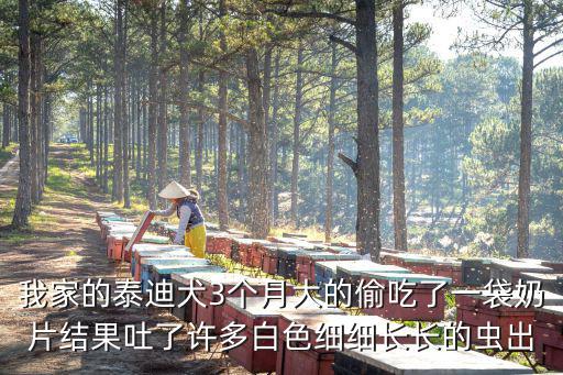 我家的泰迪犬3個月大的偷吃了一袋奶片結果吐了許多白色細細長長的蟲出