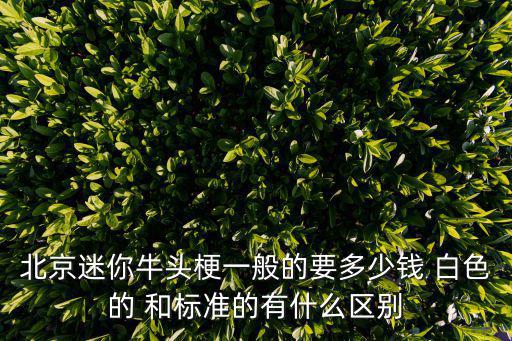 北京迷你牛頭梗一般的要多少錢 白色的 和標準的有什么區別