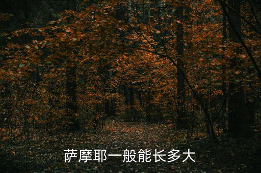 薩摩耶一般能長(zhǎng)多大
