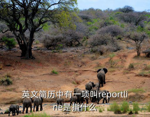 英文簡歷中有一項叫reportline是指什么