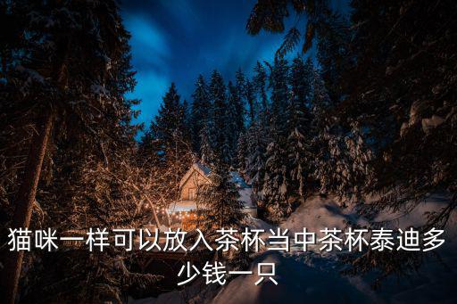貓咪一樣可以放入茶杯當中茶杯泰迪多少錢一只