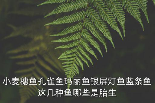 小麥穗魚孔雀魚瑪麗魚銀屏燈魚藍條魚這幾種魚哪些是胎生