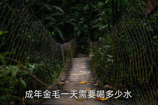 成年金毛一天需要喝多少水