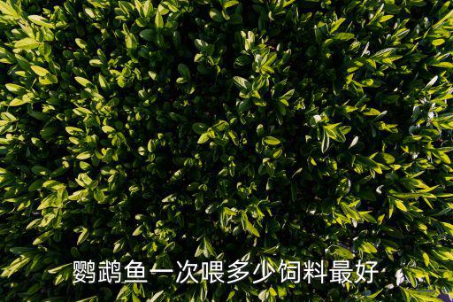 鸚鵡魚喂多少粒，四條小鸚鵡魚一天喂多少食我買的是顆粒的桶裝的