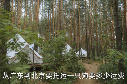 從廣東到北京要托運一只狗要多少運費