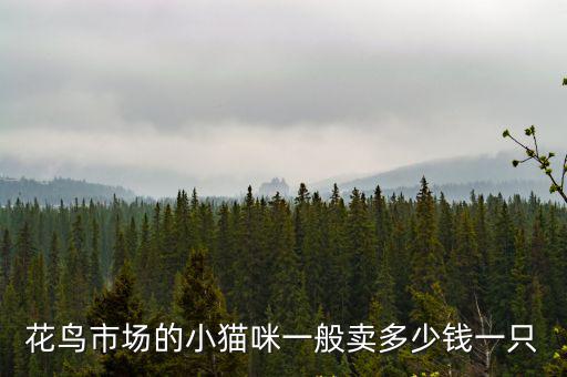 花鳥市場的小貓咪一般賣多少錢一只