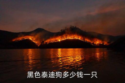 黑色泰迪狗多少錢一只