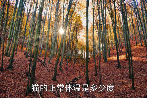 貓的正常體溫是多少度