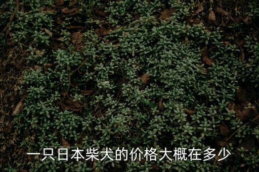 一只日本柴犬的價格大概在多少