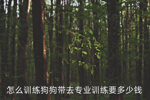 怎么訓練狗狗帶去專業訓練要多少錢