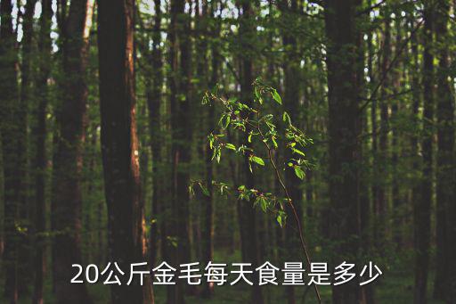 20公斤金毛每天食量是多少