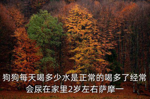 狗狗每天喝多少水是正常的喝多了經常會尿在家里2歲左右薩摩一