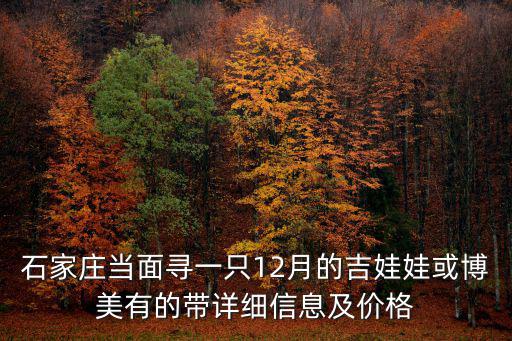 石家莊當面尋一只12月的吉娃娃或博美有的帶詳細信息及價格