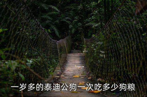 一歲多的泰迪公狗一次吃多少狗糧