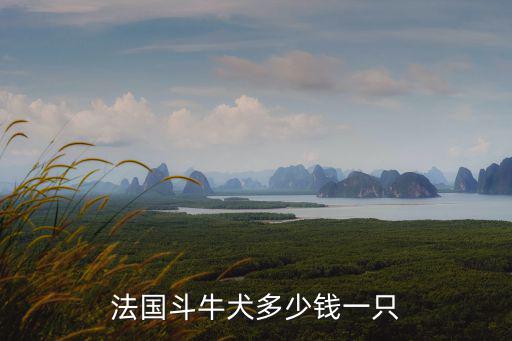 法國斗牛犬多少錢一只