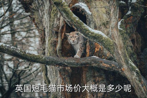 英國短毛貓市場價大概是多少呢