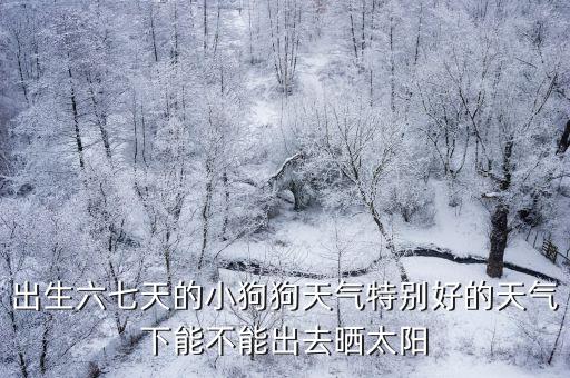 出生六七天的小狗狗天氣特別好的天氣下能不能出去曬太陽(yáng)