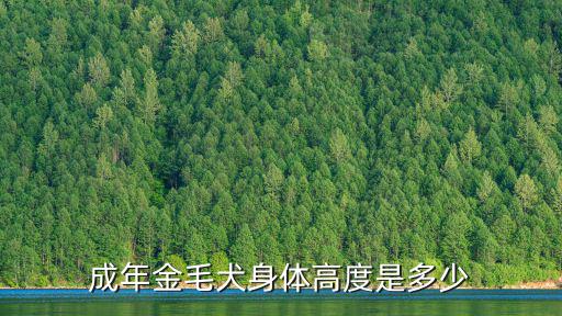 成年金毛犬身體高度是多少
