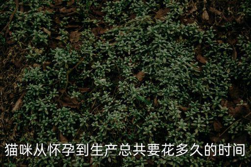 貓咪從懷孕到生產(chǎn)總共要花多久的時(shí)間