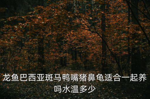 龍魚巴西亞斑馬鴨嘴豬鼻龜適合一起養嗎水溫多少