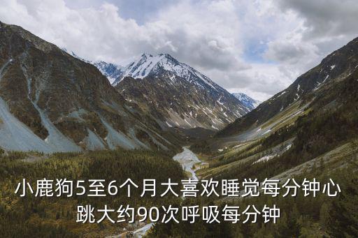 小鹿狗5至6個月大喜歡睡覺每分鐘心跳大約90次呼吸每分鐘