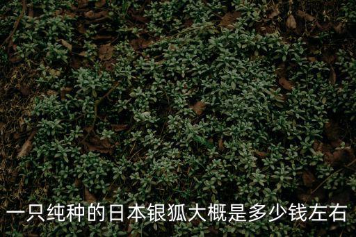 銀狐倉(cāng)鼠的價(jià)格是多少錢一只，一只純種的日本銀狐大概是多少錢左右