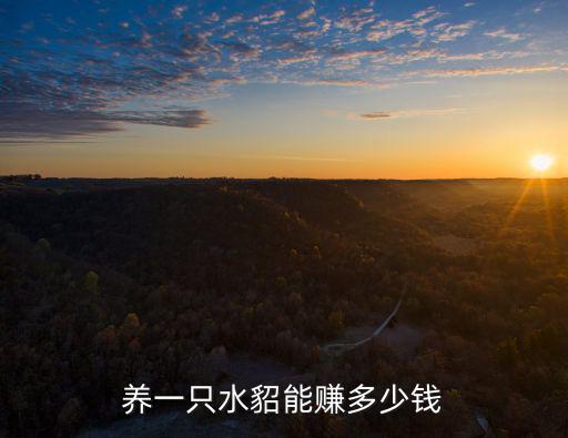 養(yǎng)一只水貂能賺多少錢