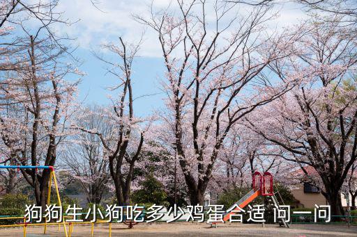 小狗雞蛋吃多少錢，泰迪狗50天雞蛋怎么吃吃多少