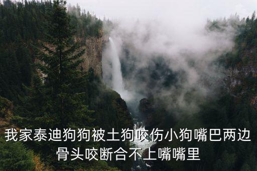 我家泰迪狗狗被土狗咬傷小狗嘴巴兩邊骨頭咬斷合不上嘴嘴里