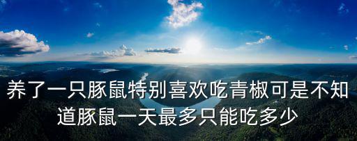 養(yǎng)了一只豚鼠特別喜歡吃青椒可是不知道豚鼠一天最多只能吃多少