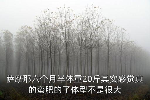 薩摩耶六個月半體重20斤其實感覺真的蠻肥的了體型不是很大