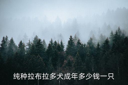 純種拉布拉多犬成年多少錢一只