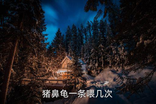 豬鼻龜吃多少，豬鼻龜一條喂幾次