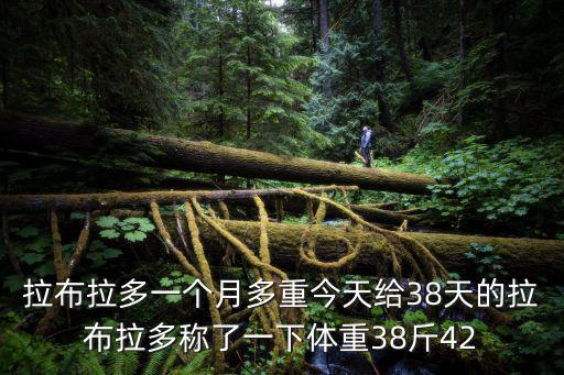 一個月的幼犬體重是多少算正常，拉布拉多一個月多重今天給38天的拉布拉多稱了一下體重38斤42