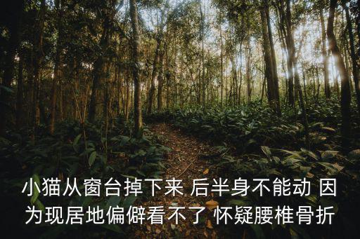 小貓從窗臺(tái)掉下來(lái) 后半身不能動(dòng) 因?yàn)楝F(xiàn)居地偏僻看不了 懷疑腰椎骨折