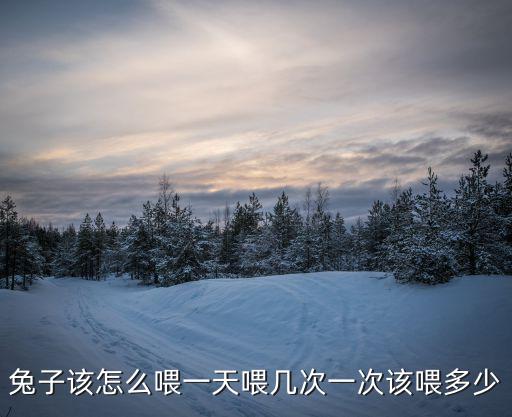 兔子該怎么喂一天喂幾次一次該喂多少