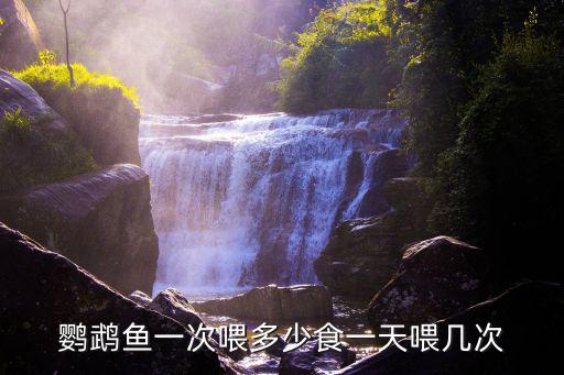 血鸚鵡一天喂多少，血鸚鵡一天要喂幾次
