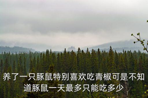 荷蘭豬一天吃多少東西，養(yǎng)了一只豚鼠特別喜歡吃青椒可是不知道豚鼠一天最多只能吃多少