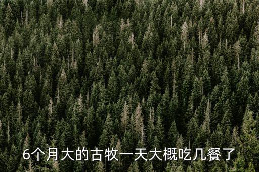 6個(gè)月大的古牧一天大概吃幾餐了