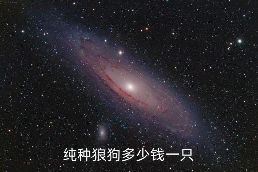 純種狼狗多少錢一只