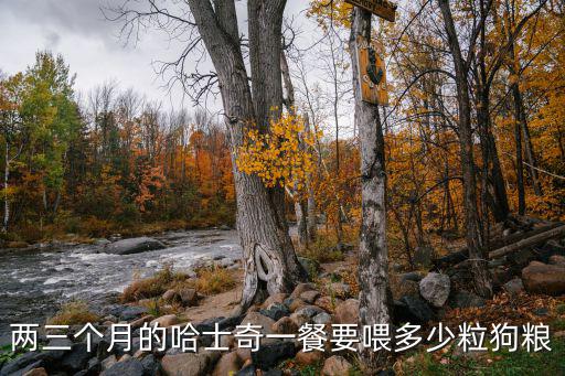 兩三個月的哈士奇一餐要喂多少粒狗糧