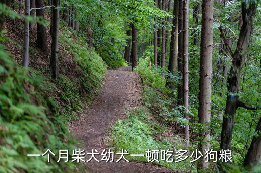 一個月柴犬幼犬一頓吃多少狗糧