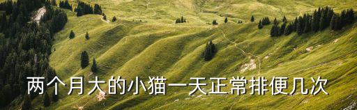 兩個月大的小貓一天正常排便幾次